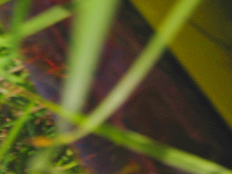 Camera in the grass